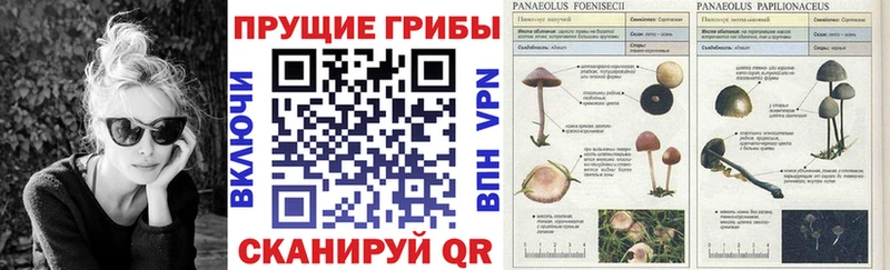 Галлюциногенные грибы MAGIC MUSHROOMS  Менделеевск 